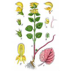 Planche botanique Lamier jaune