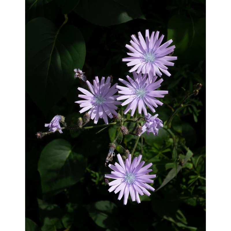 Chicorée sauvage, fleurs