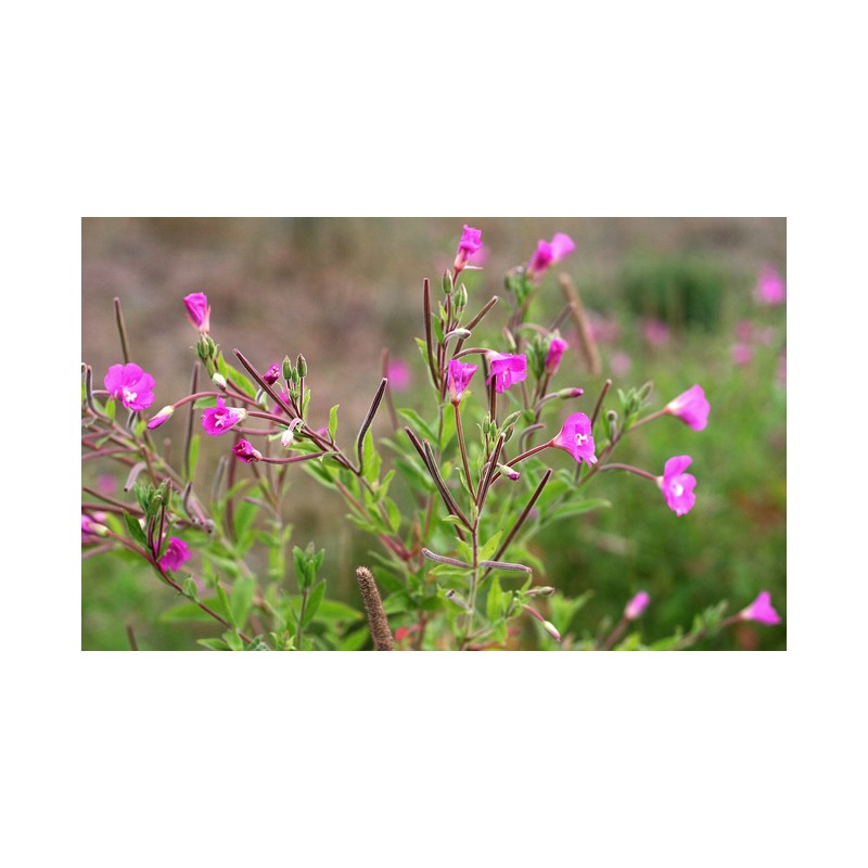 Épilobe à petites fleurs