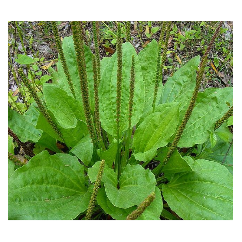 Grand plantain, plantain majeur