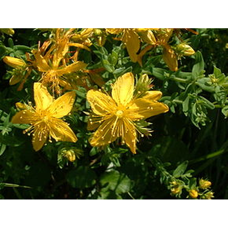 Millepertuis, fleurs