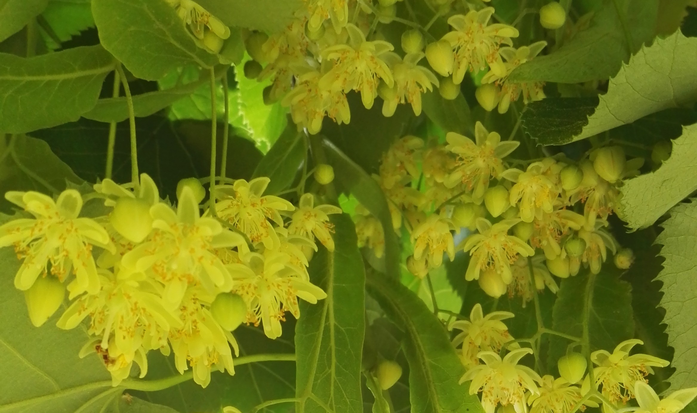 fleurs de tilleul